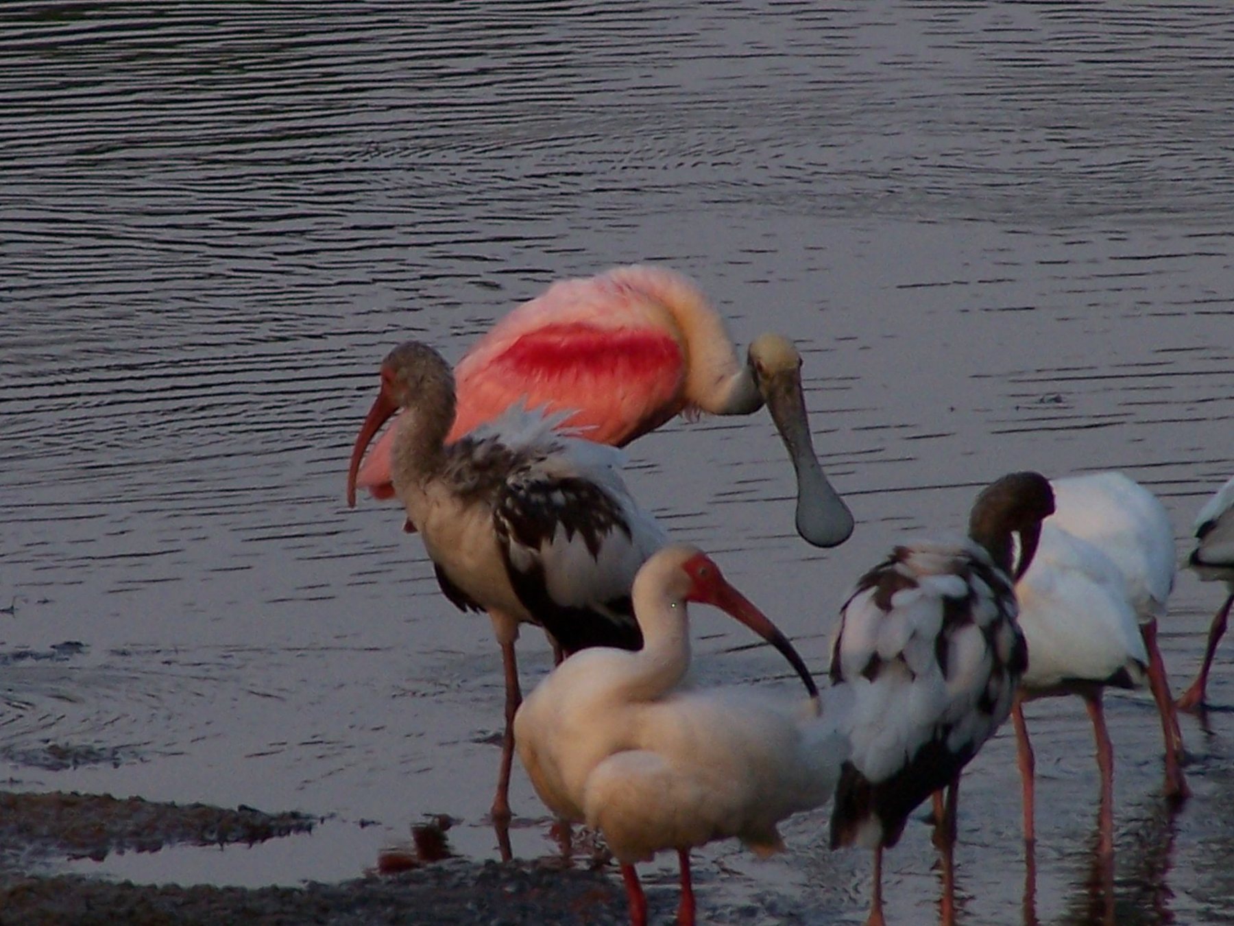 Roseate spoonbills and ducks in Tarpon Woods wetland habitat